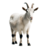 Team Baffy Needs You